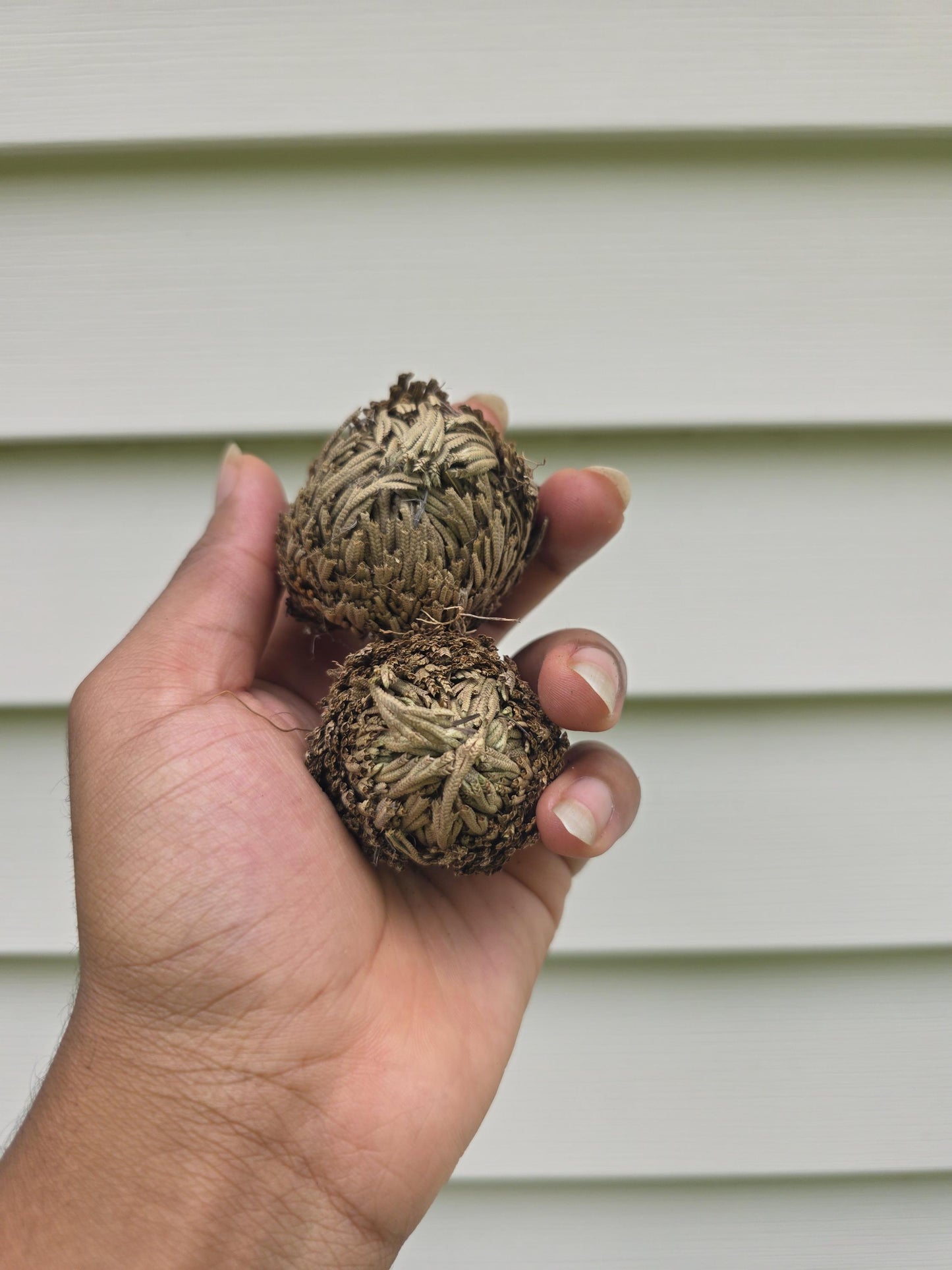 Selaginella lepidophylla - "Rose of Jericho"