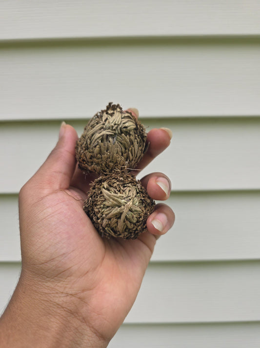 Selaginella lepidophylla - "Rose of Jericho"