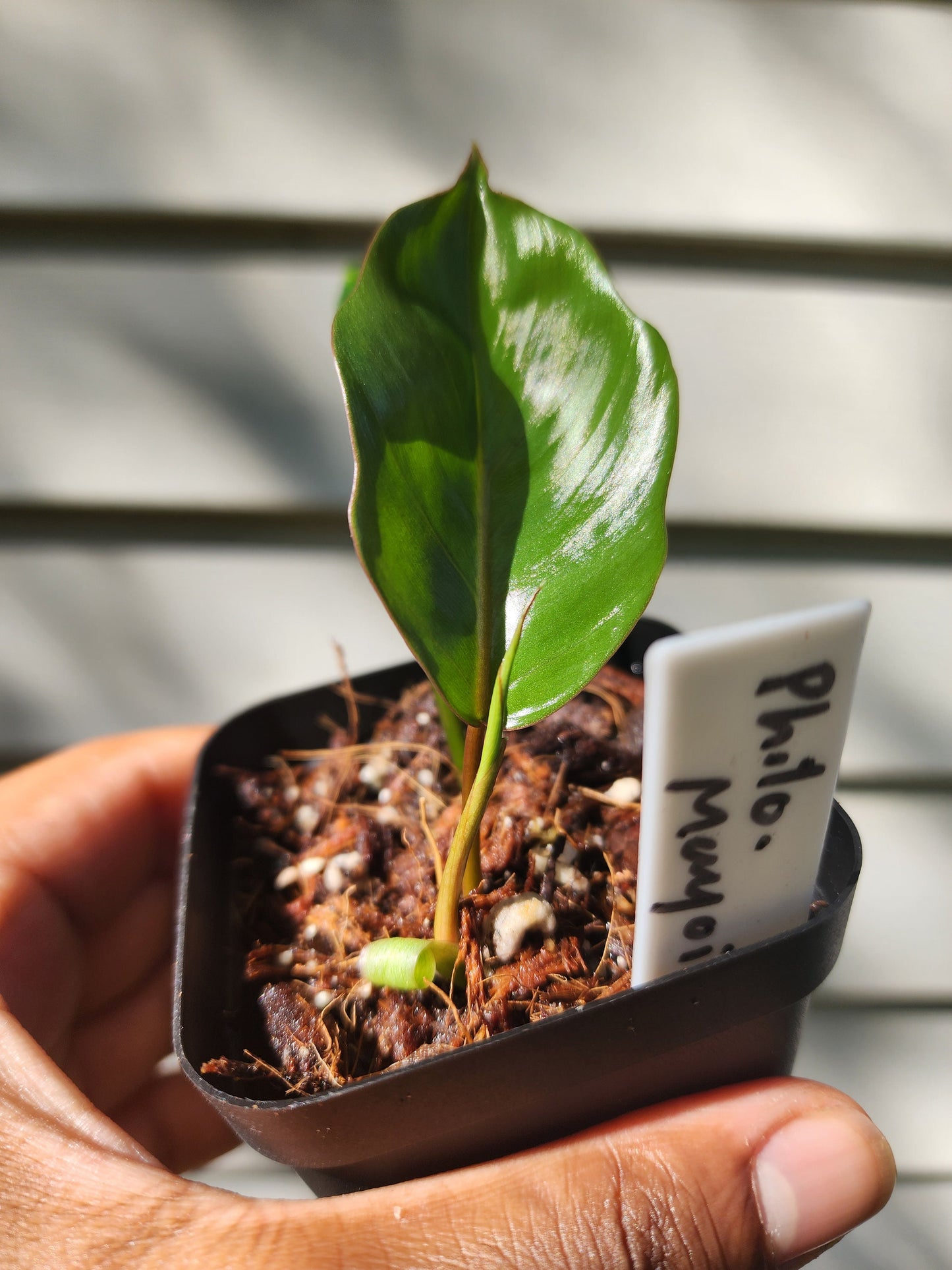 Philodendron mayoi (non-exact)