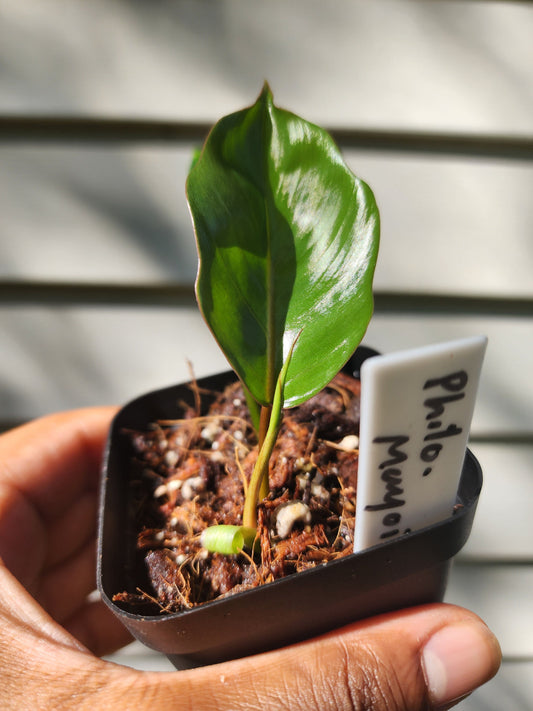 Philodendron mayoi (non-exact)