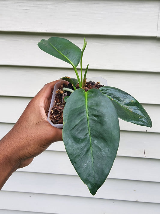 Anthurium scandens Seedlings (non-exact)