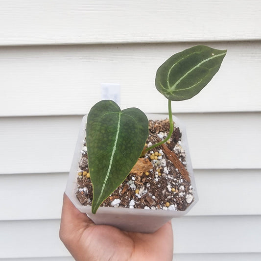 Anthurium forgetii (non-exact)