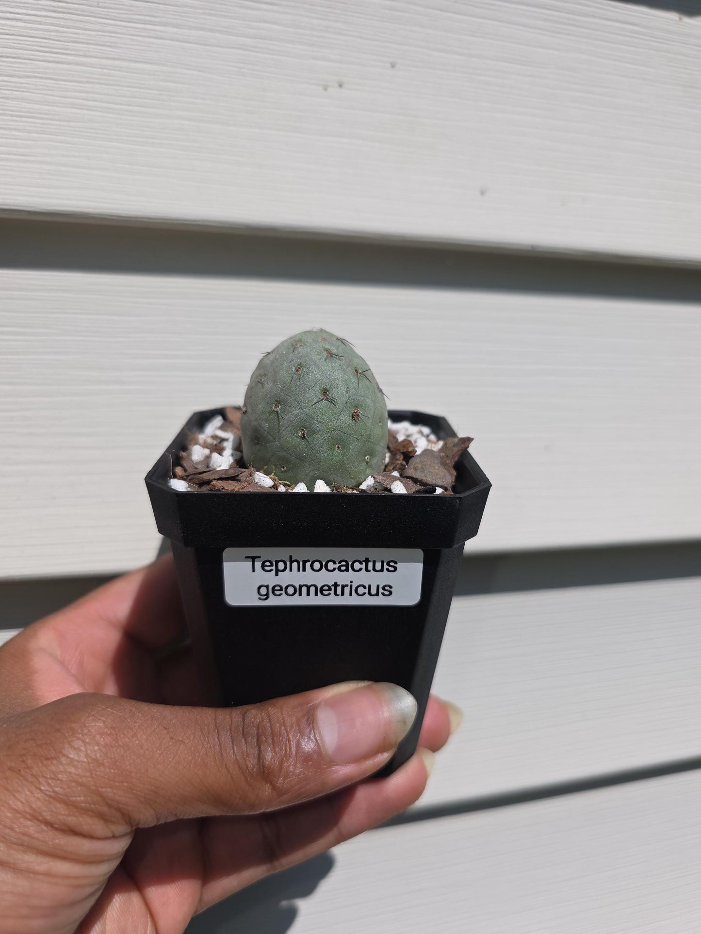 Tephrocactus geometricus - Rare Succulent - Plant Propagation - Potted, Rooted Plant