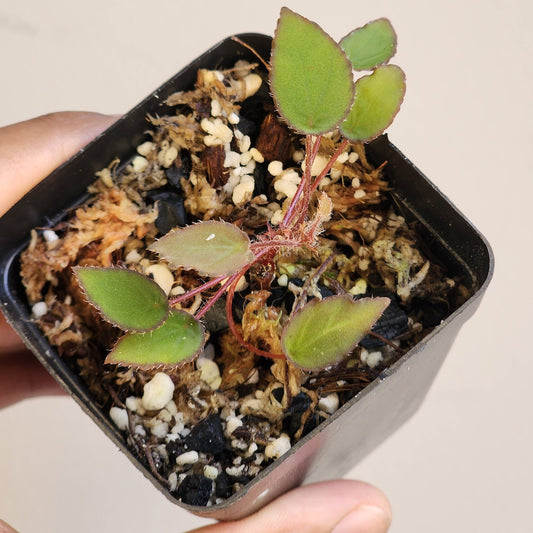Begonia vankerckhovenii (non-exact)