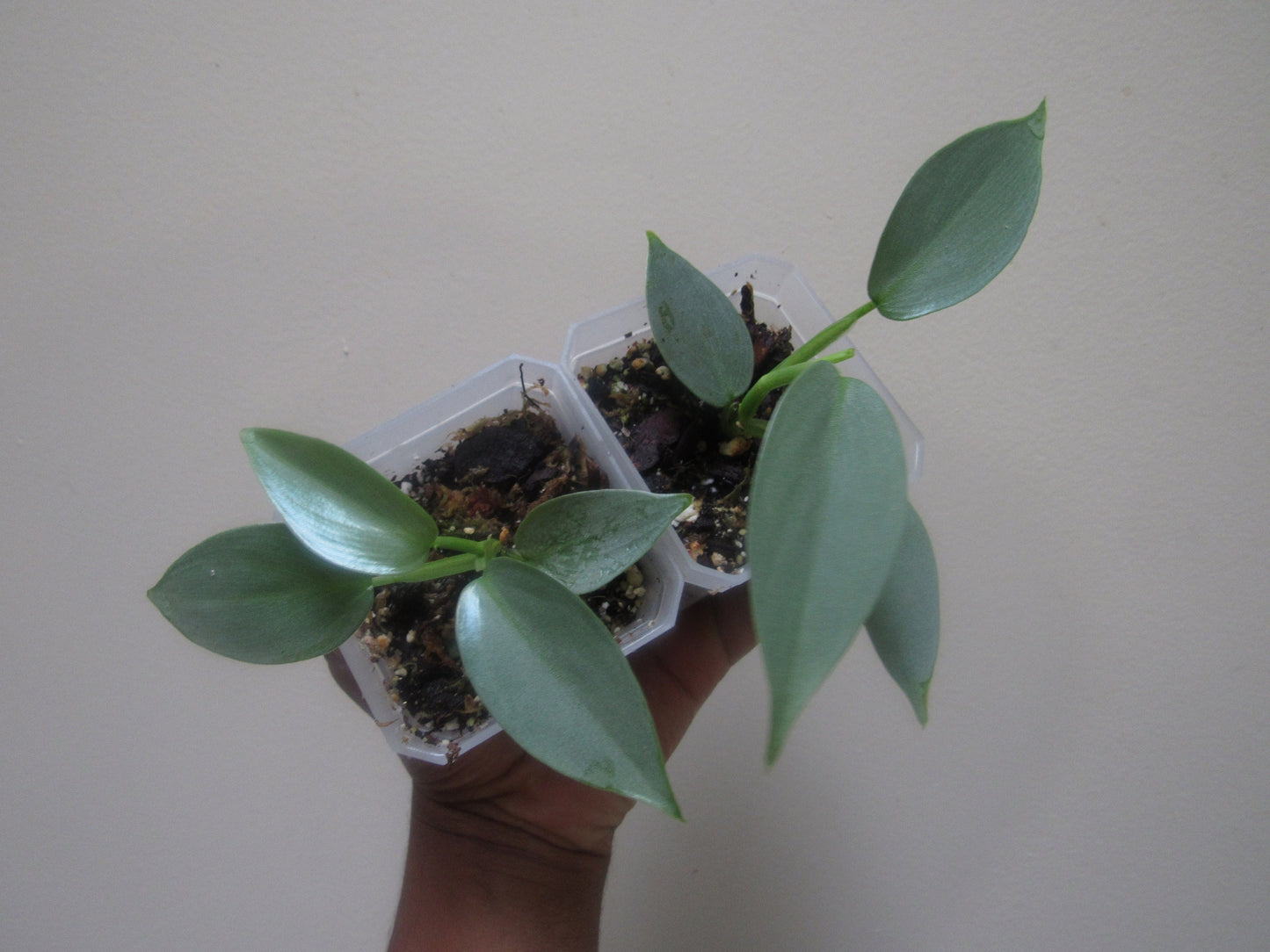 Philodendron hastatum 'Silver Sword' (non-exact)