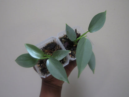 Philodendron hastatum 'Silver Sword' (non-exact)