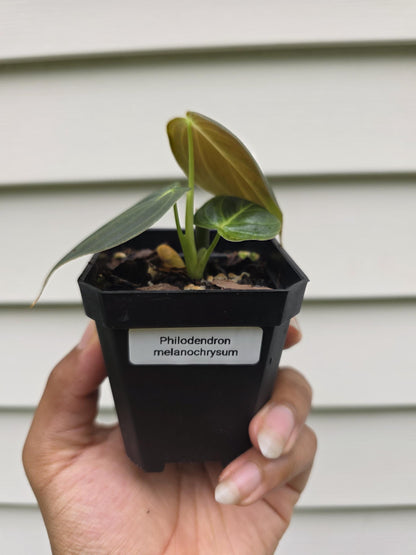 Philodendron melanochrysum (non-exact)