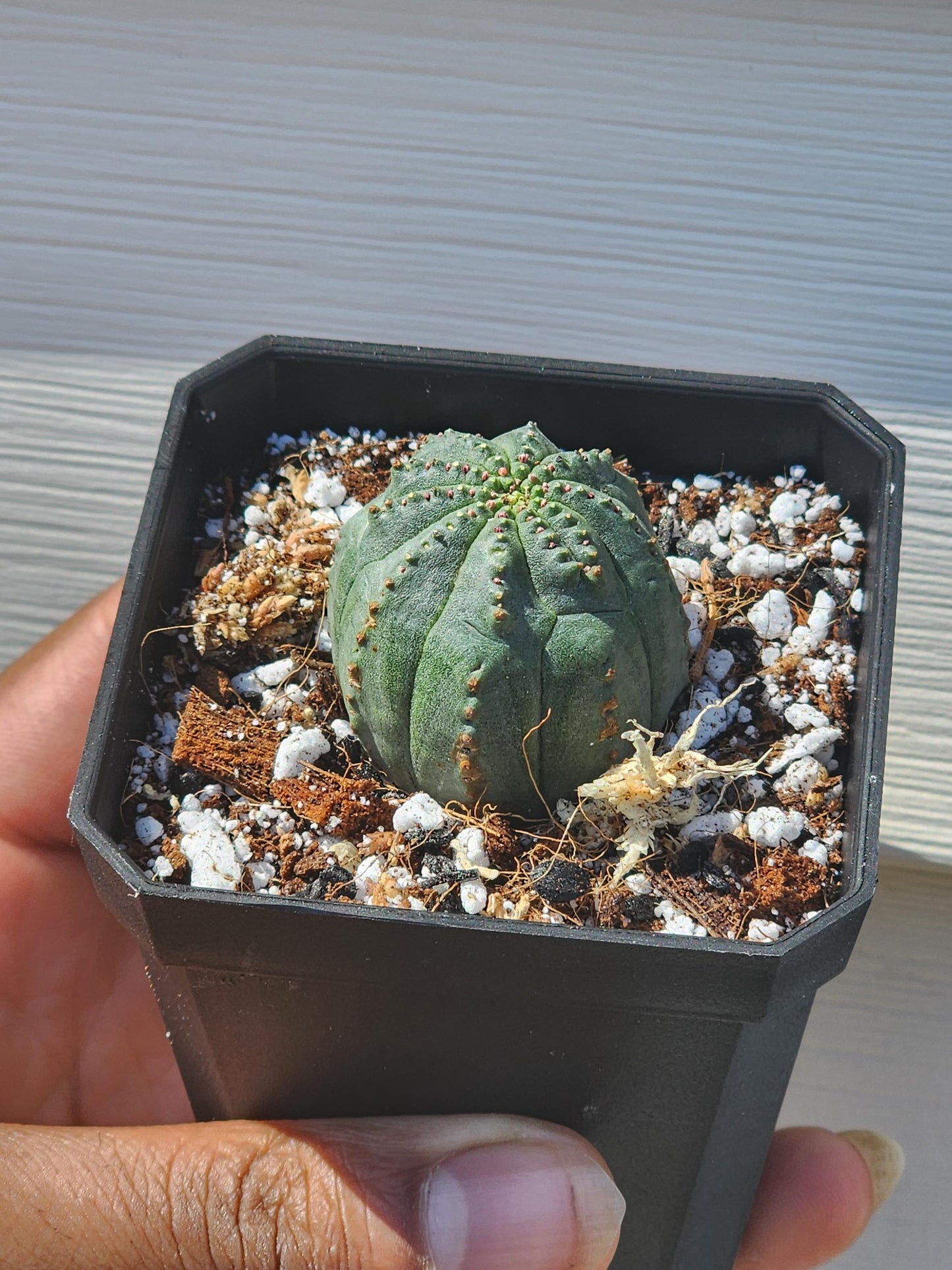 Euphorbia obesa (non-exact)