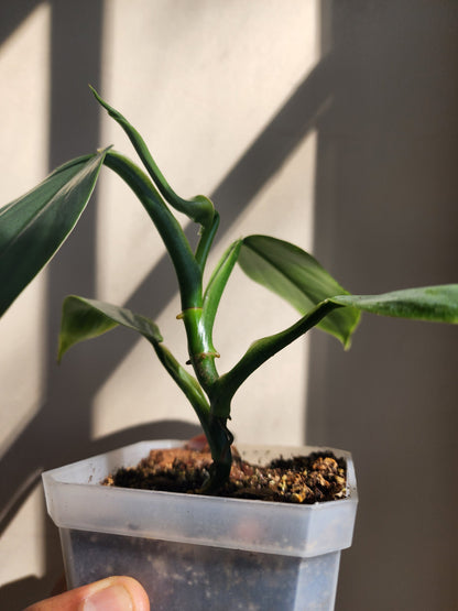 Philodendron hastatum 'Silver Sword' (non-exact)