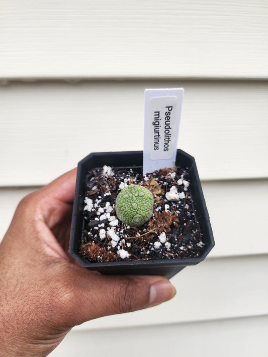 Pseudolithos migiurtinus (non-exact)
