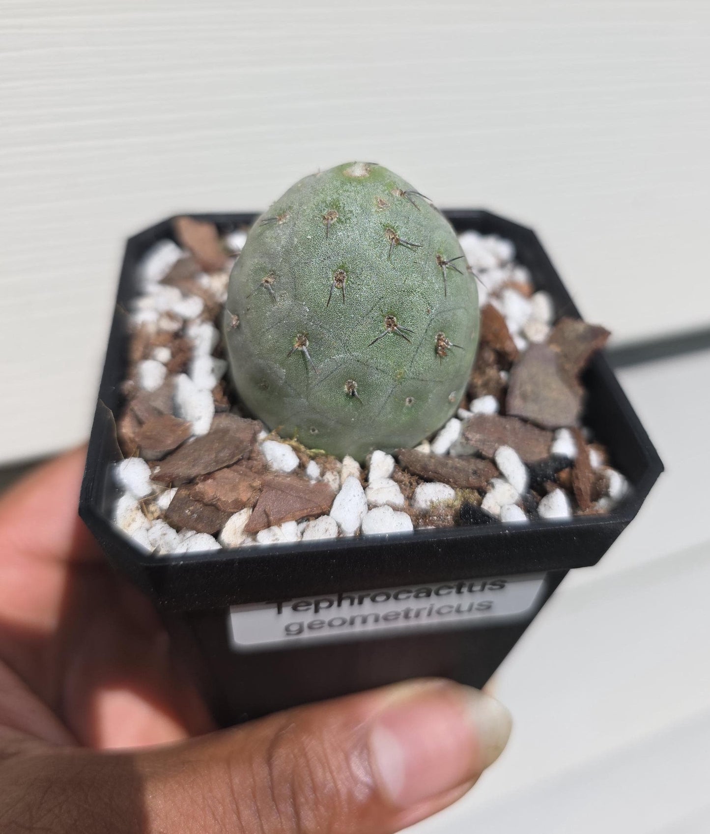 Tephrocactus geometricus - Rare Succulent - Plant Propagation - Potted, Rooted Plant