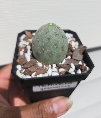 Tephrocactus geometricus - Rare Succulent - Plant Propagation - Potted, Rooted Plant