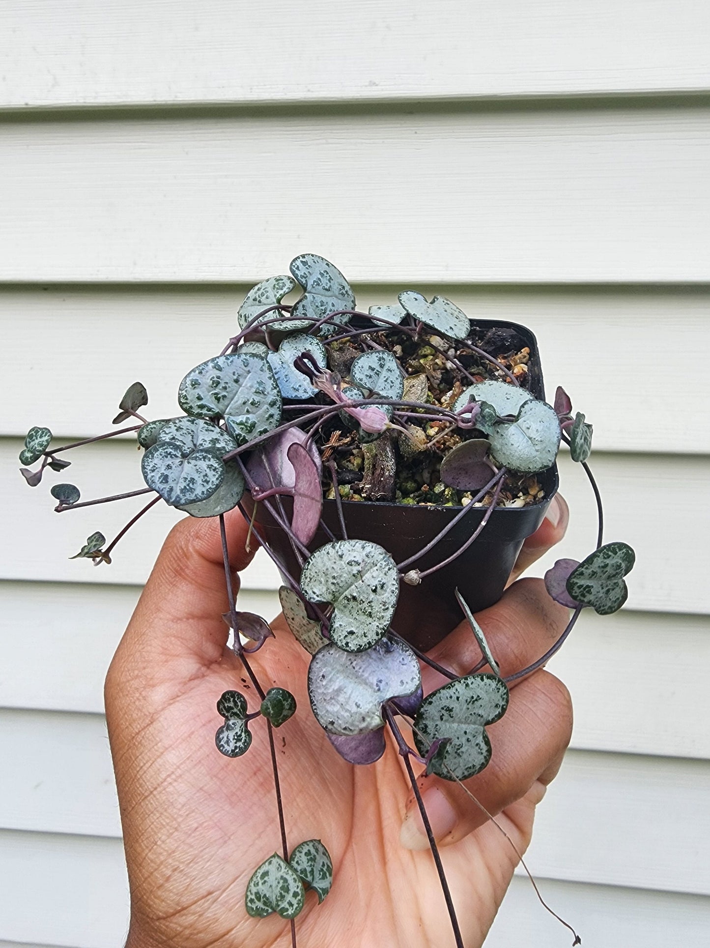 Ceropegia woodii variegata 'String of Hearts' (non-exact)