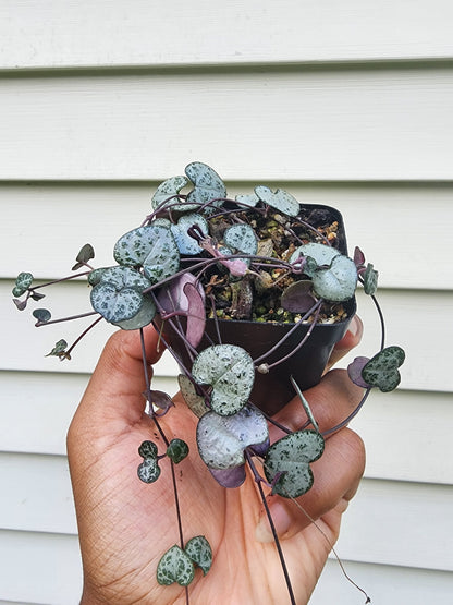 Ceropegia woodii variegata 'String of Hearts' (non-exact)