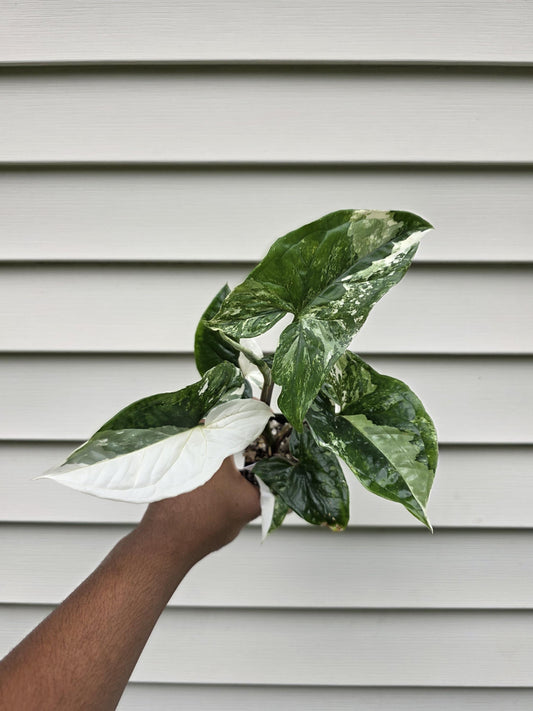 Syngonium podophyllum Albo (non-exact)