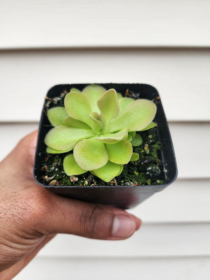 Pinguicula hybrid (non-exact)