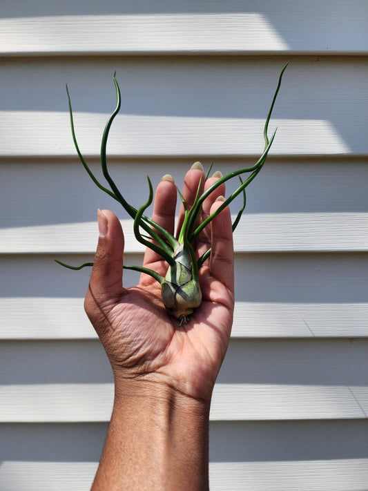 Tillandsia bulbosa 'Belize' (exact)