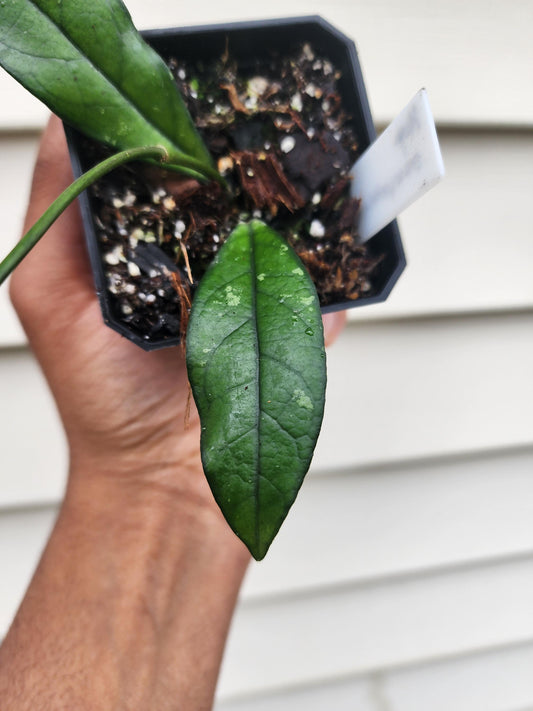 Hoya crassipetiolata 'Splash' (non-exact)