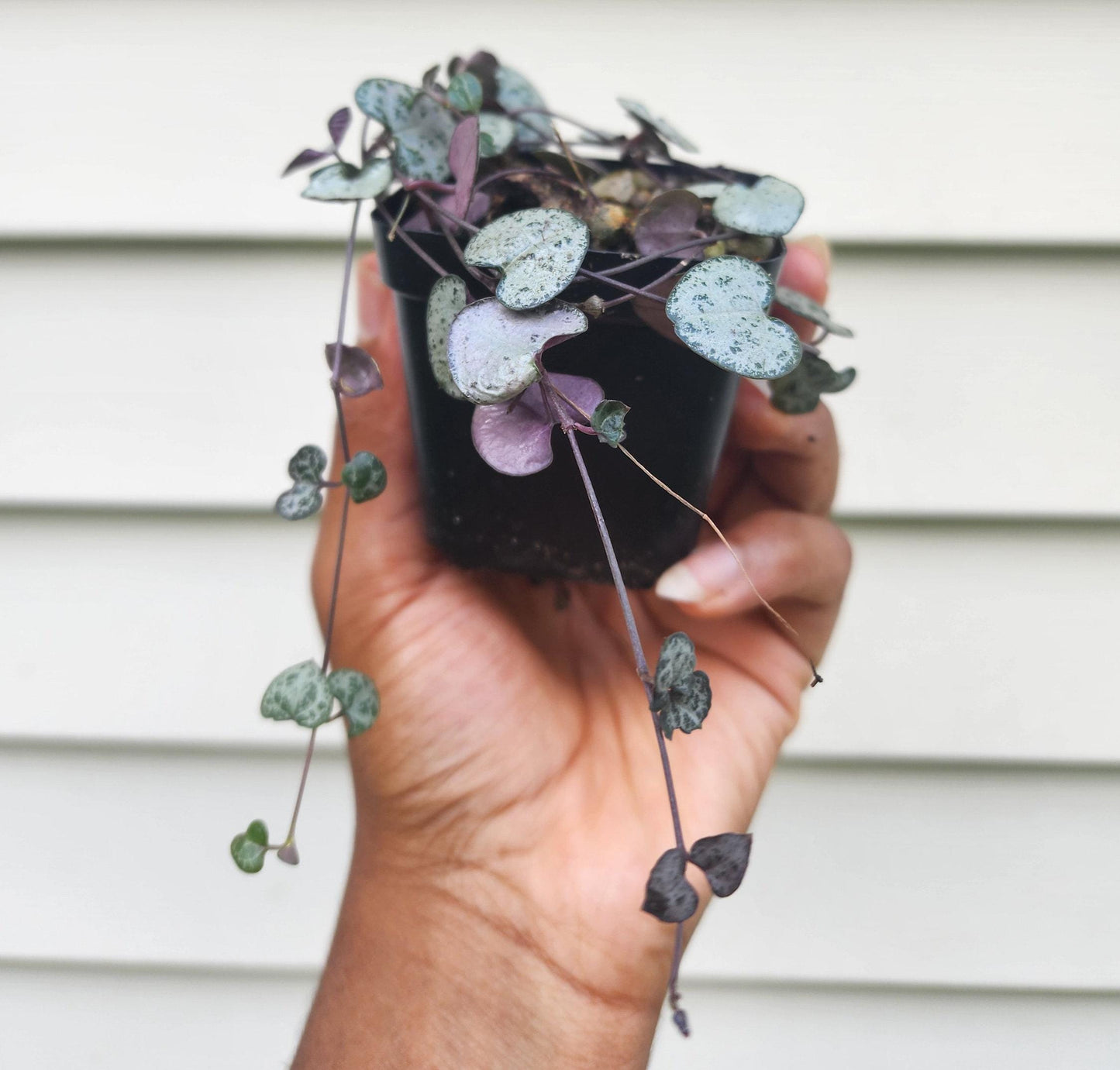 Ceropegia woodii variegata 'String of Hearts' (non-exact)