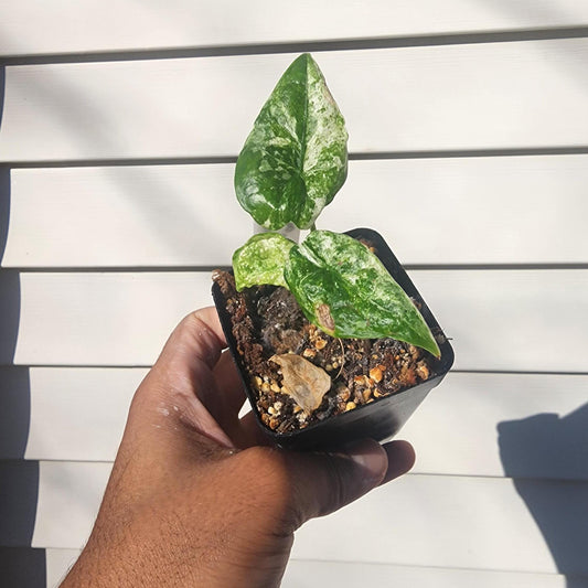 Alocasia macrorrhiza 'camouflage' (non-exact)