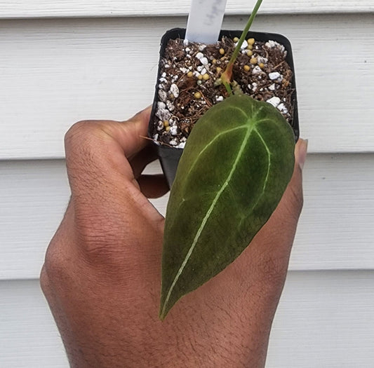 Anthurium forgetii (non-exact)