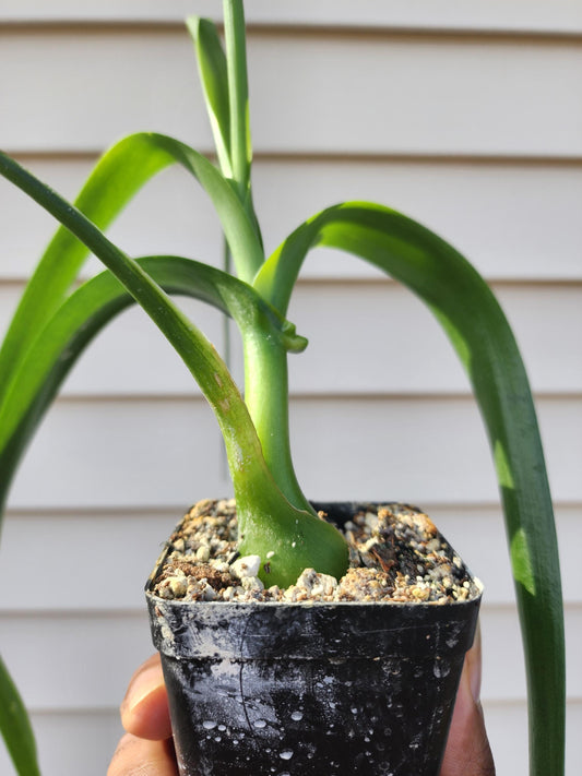 Albuca bracteata (syn. Ornithogalum longebracteatum; non-exact)