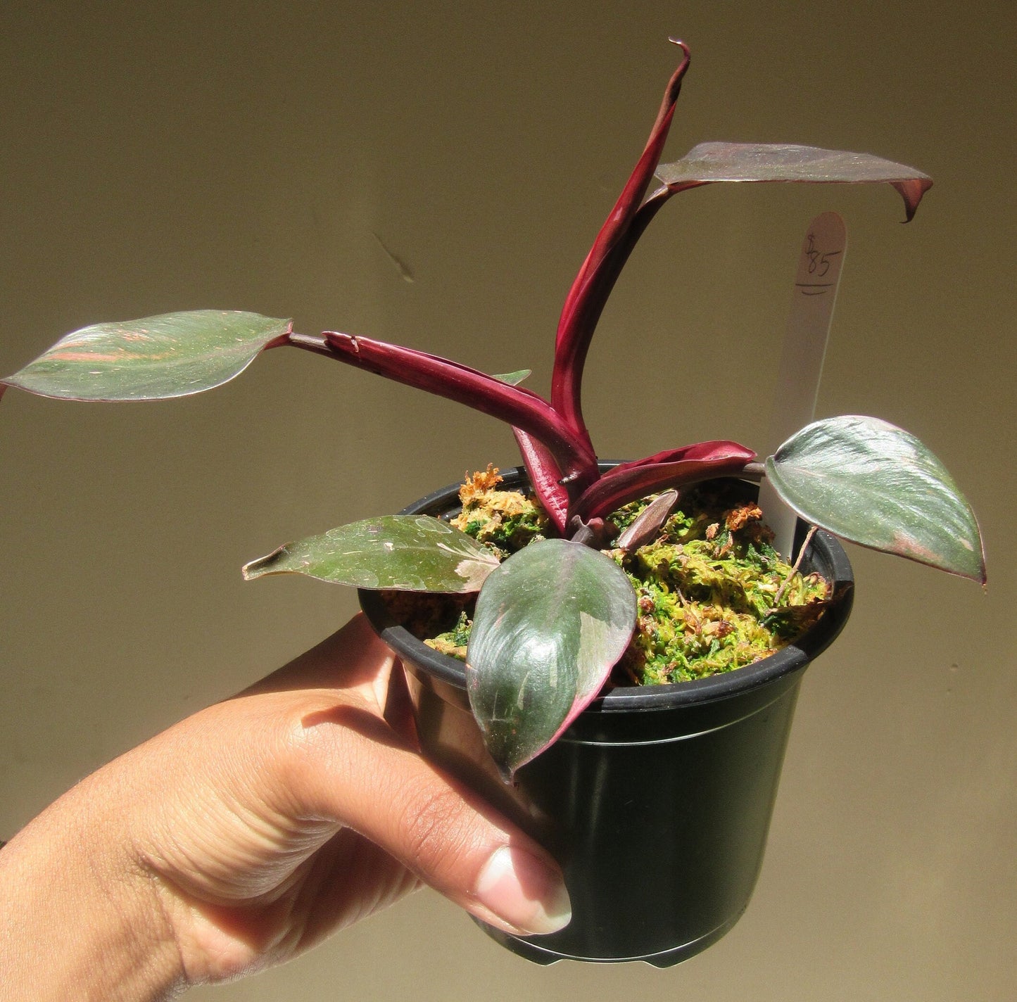 Philodendron erubescens 'Pink Princess' (non-exact)