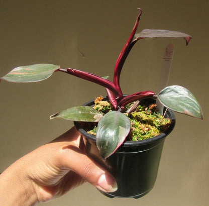 Philodendron erubescens 'Pink Princess' (non-exact)