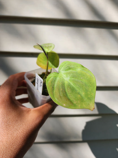 Philodendron camposportoanum (non-exact)