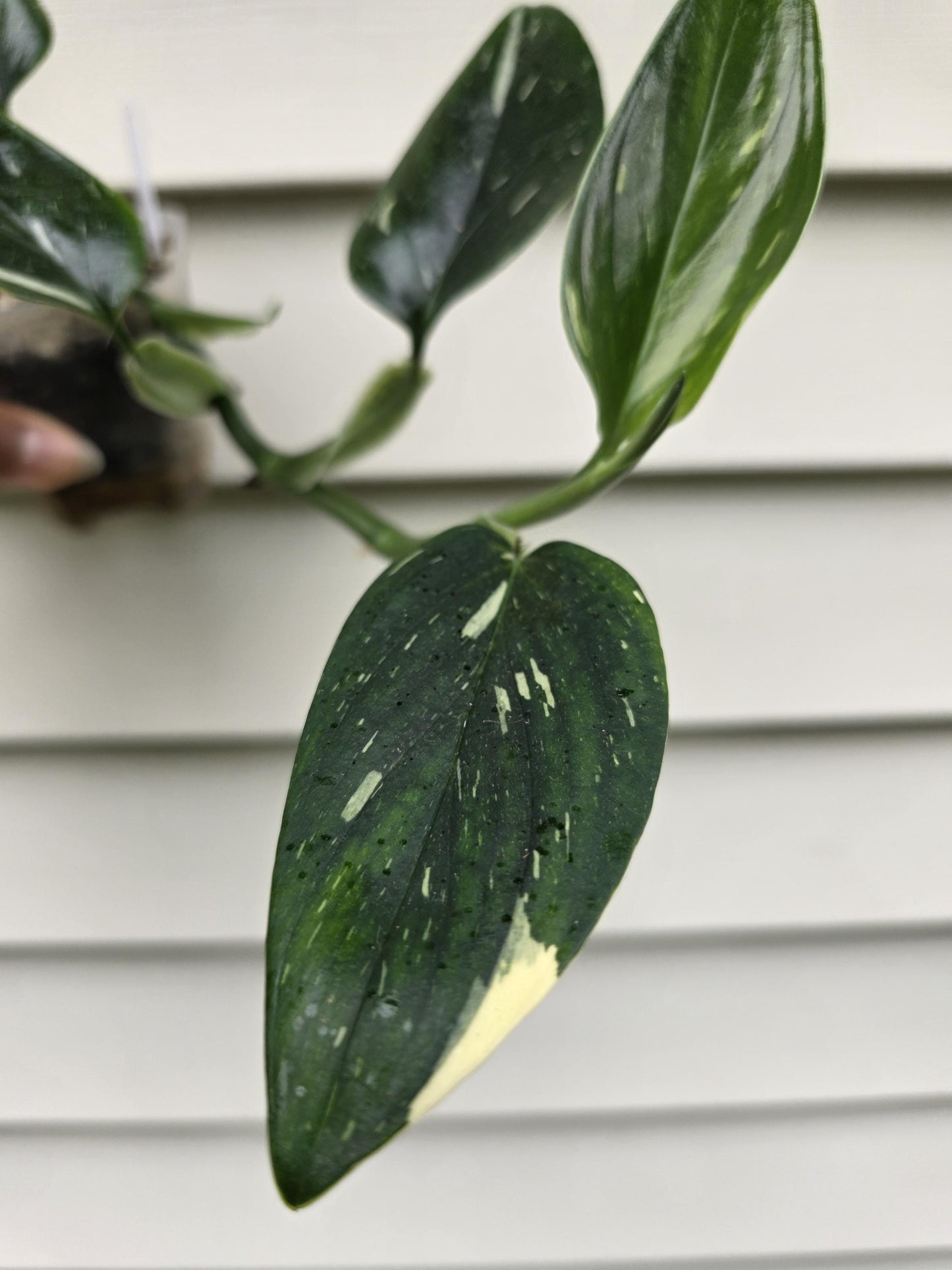 Monstera Standleyana Albo (non-exact)