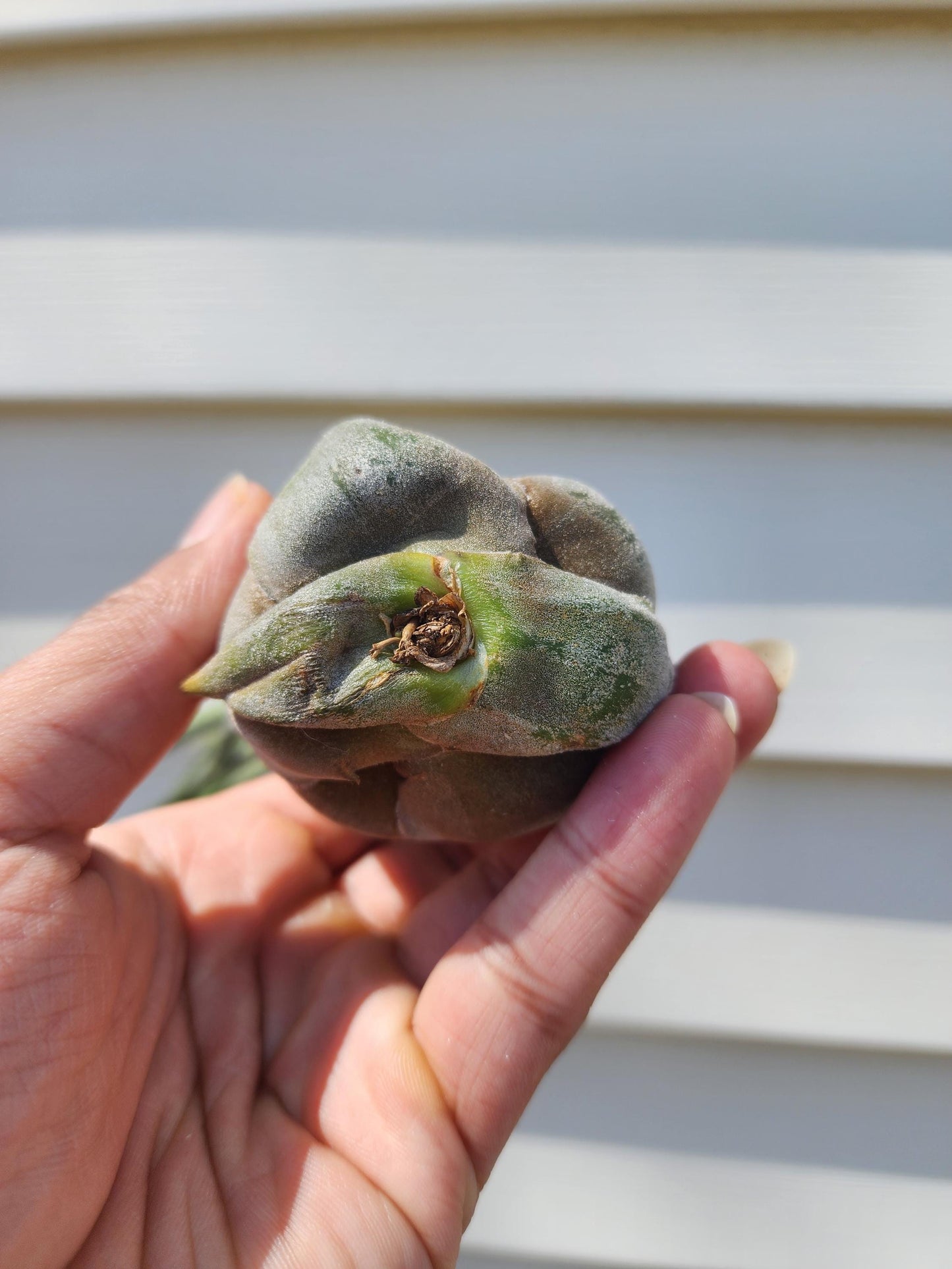 Tillandsia seleriana (exact)