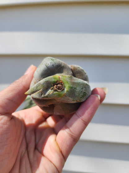 Tillandsia seleriana (exact)