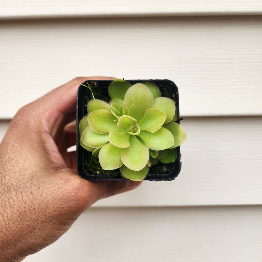 Pinguicula hybrid (non-exact)