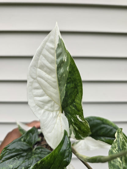 Syngonium podophyllum Albo (non-exact)