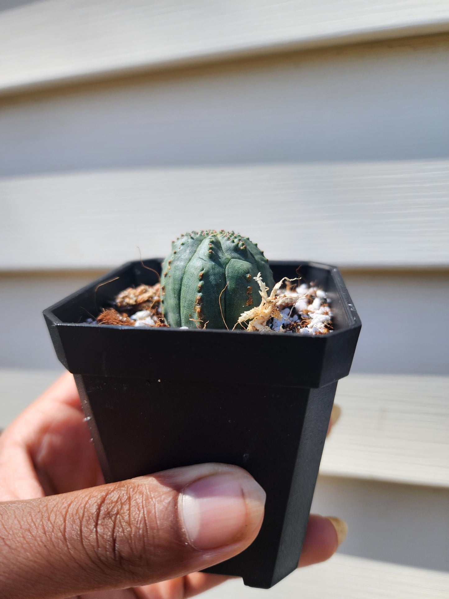 Euphorbia obesa (non-exact)