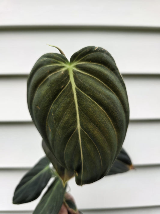Philodendron melanochrysum (non-exact)