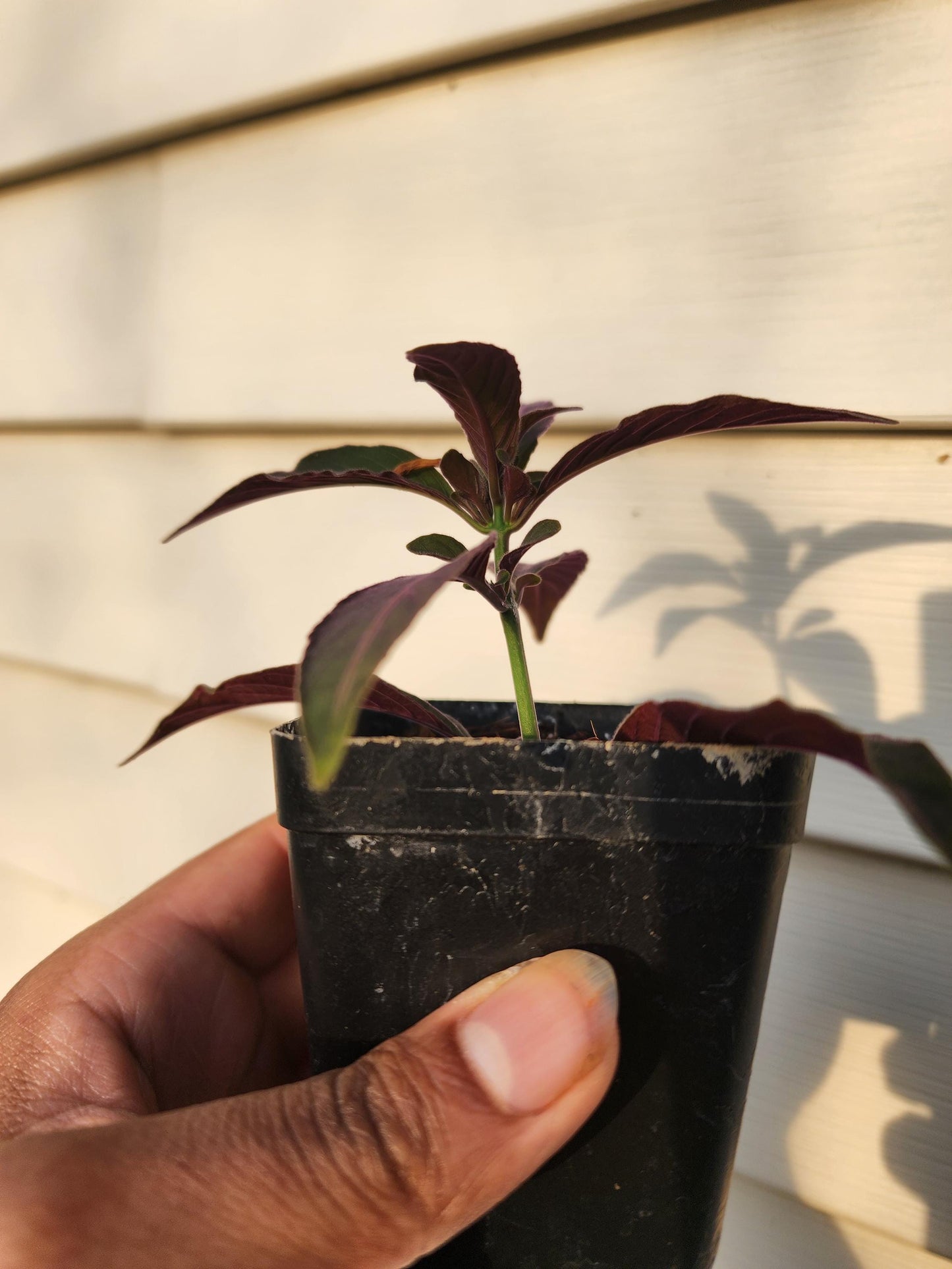 Ruellia makoyana (non-exact)
