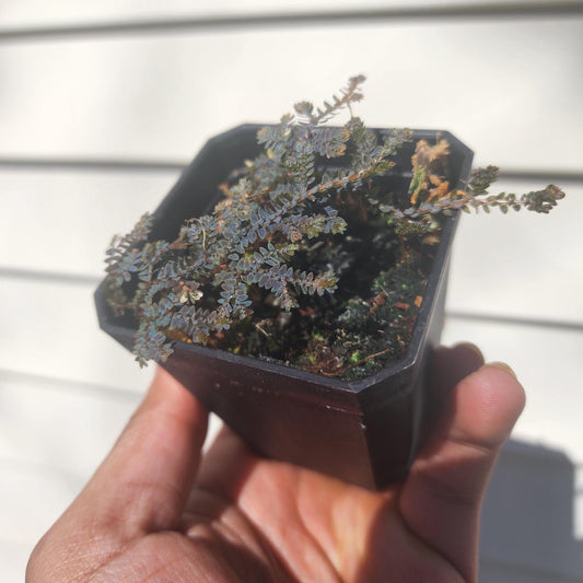 Selaginella uncinata (non-exact)
