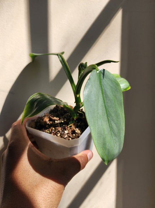 Philodendron hastatum 'Silver Sword' (non-exact)