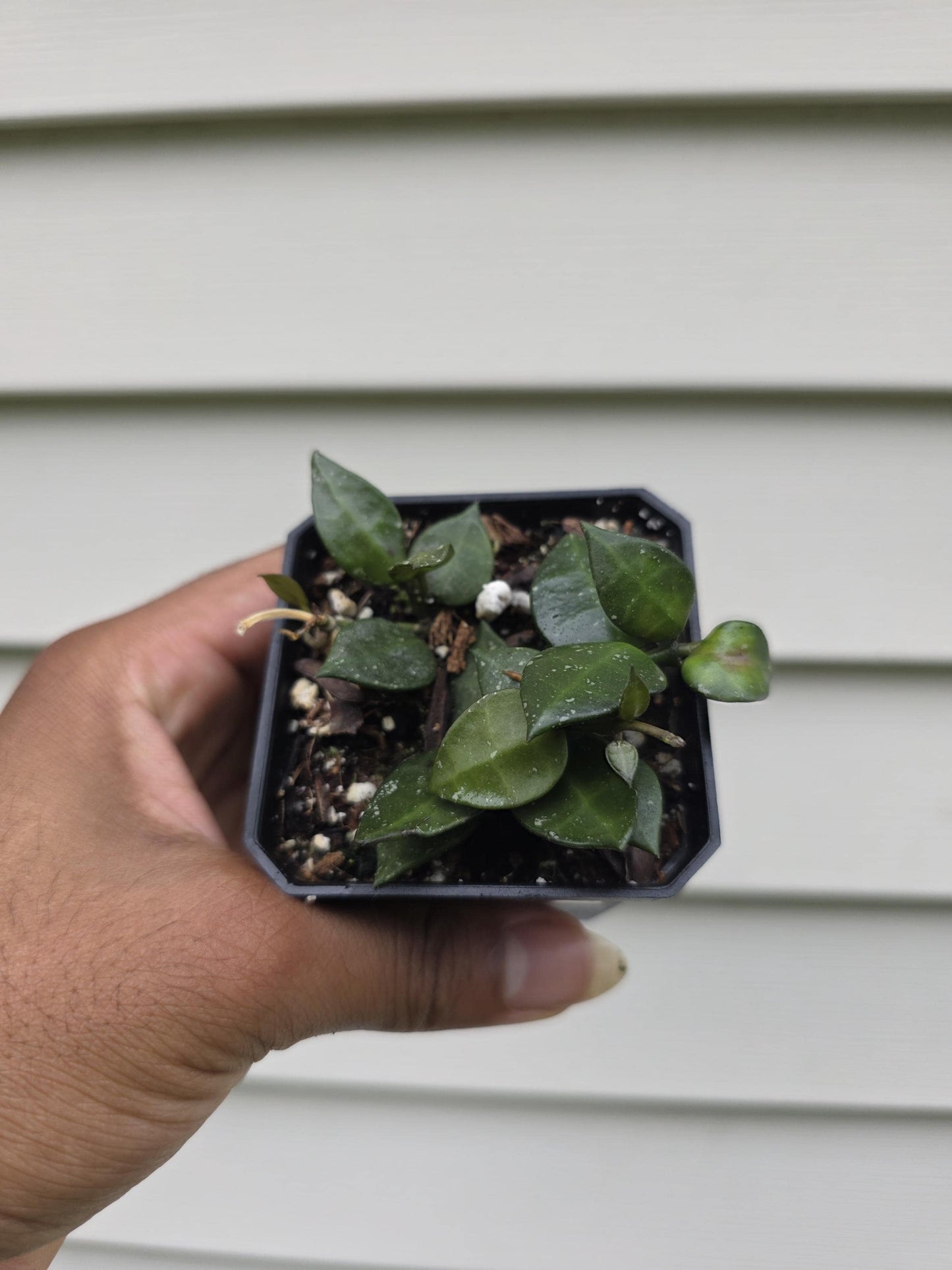 Hoya krohniana 'Splash' (non-exact)