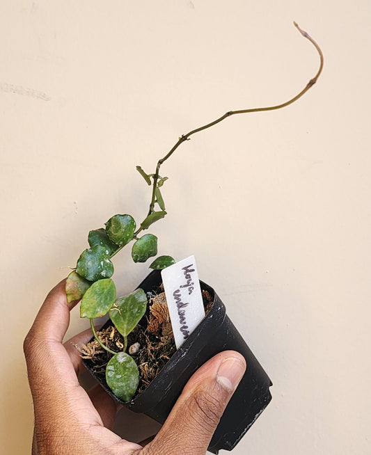 Hoya endauensis (non-exact)