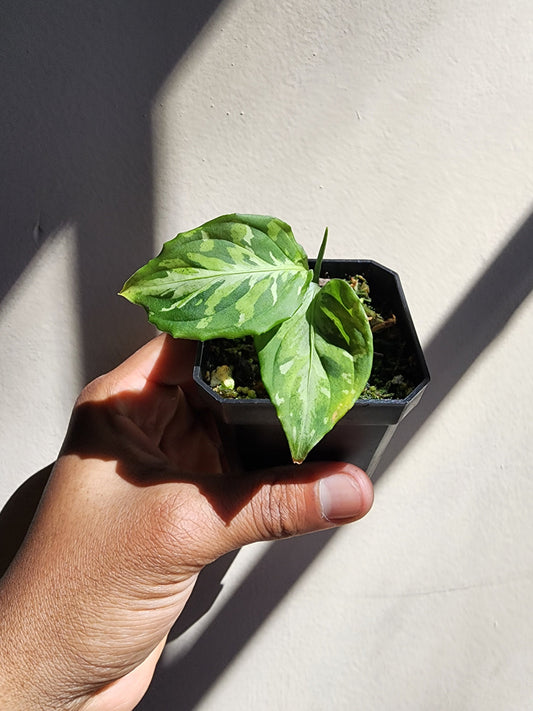 Aglaonema pictum 'Tricolor' (non-exact)