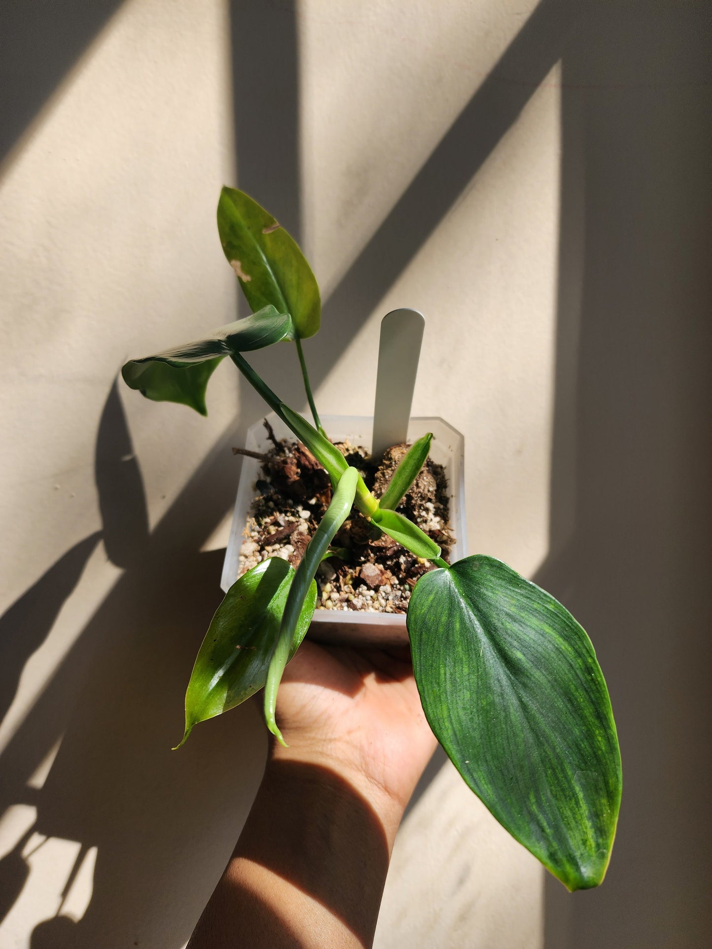 Philodendron bipennifolium (non-exact)
