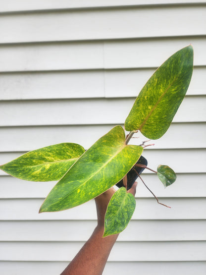 Philodendron erubescens 'Painted Lady' (non-exact)