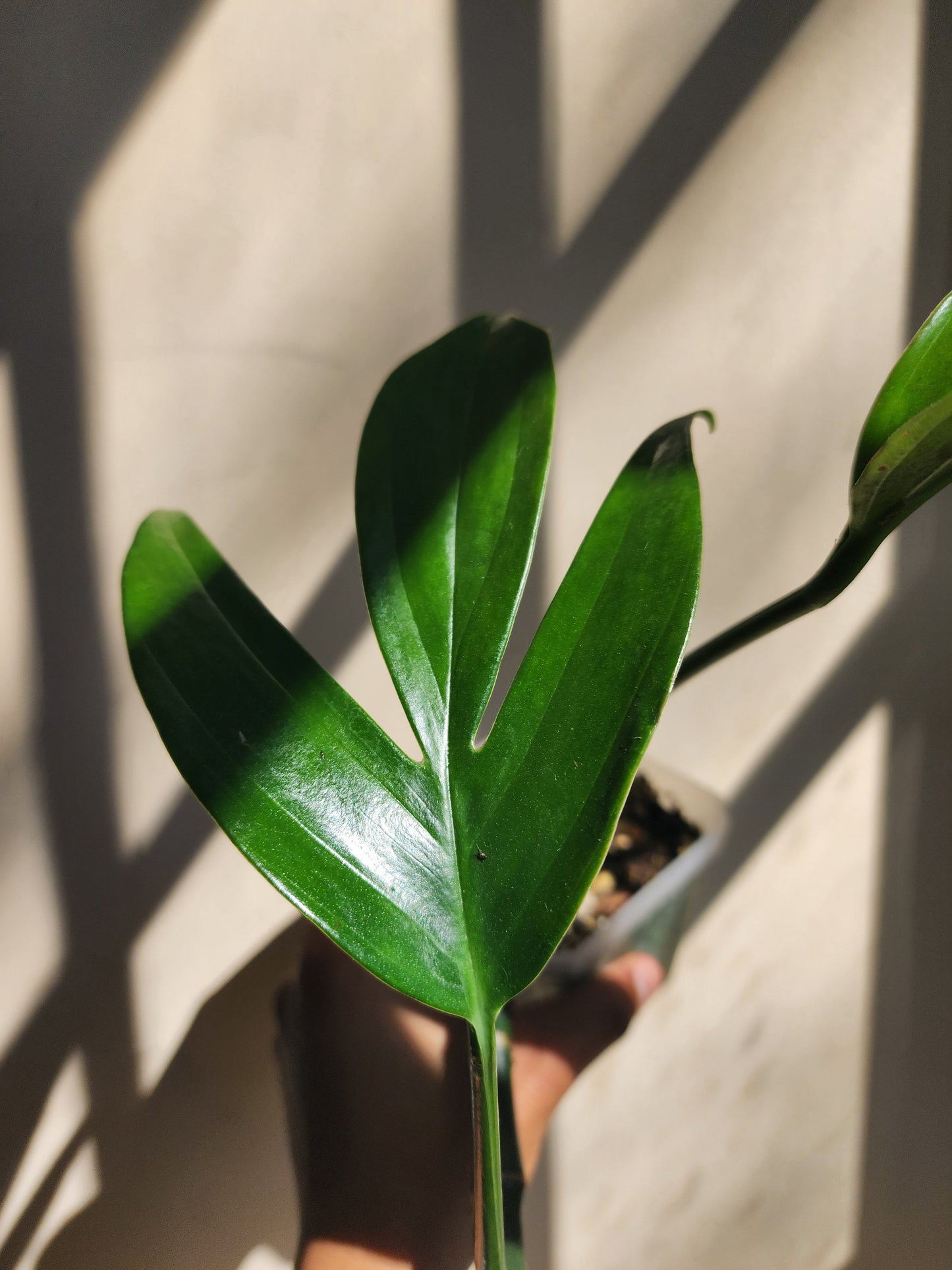 Rhaphidophora decursiva [non-exact]
