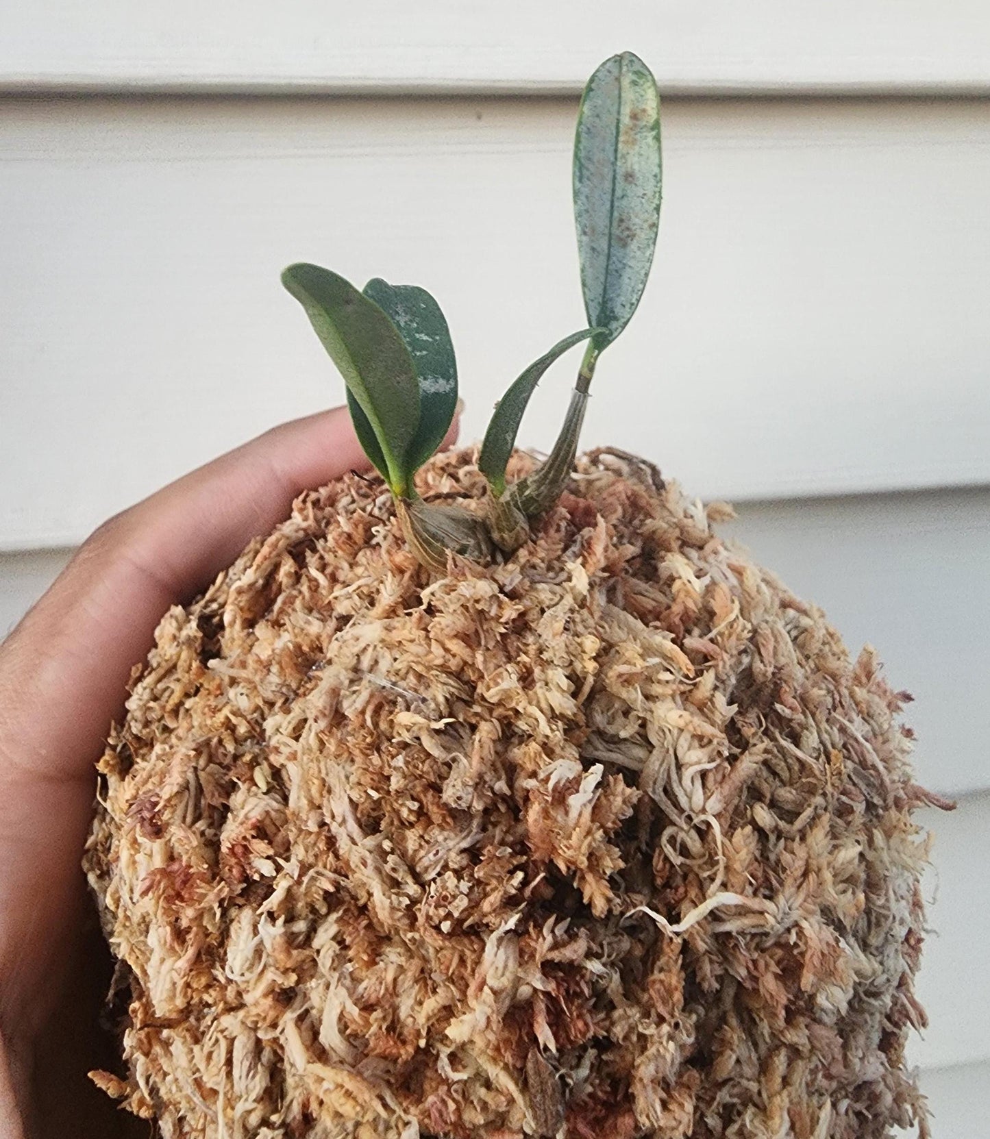 Handcrafted Kokedama Planter