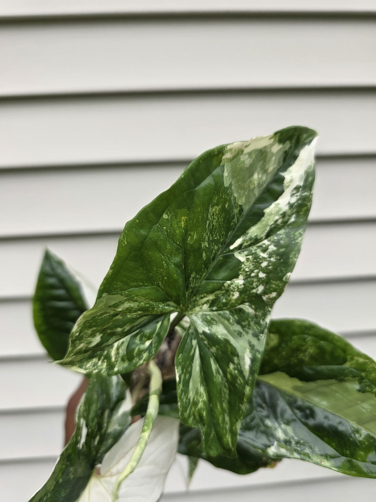 Syngonium podophyllum Albo (non-exact)