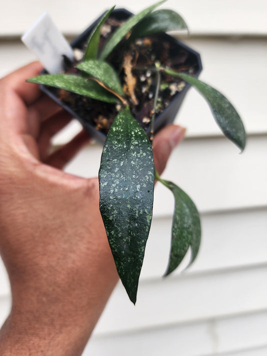 Hoya parviflora 'Splash' (non-exact)