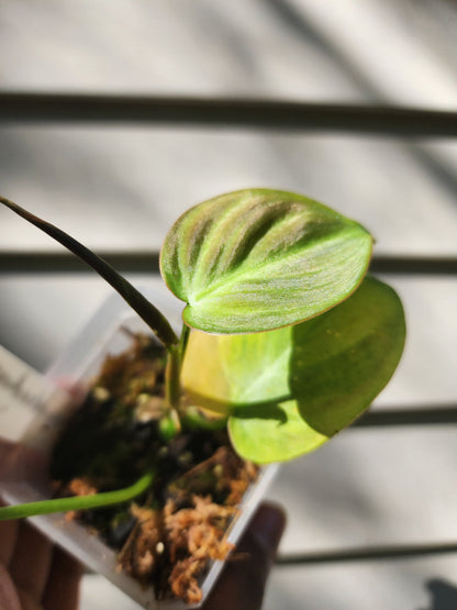 Philodendron camposportoanum (non-exact)