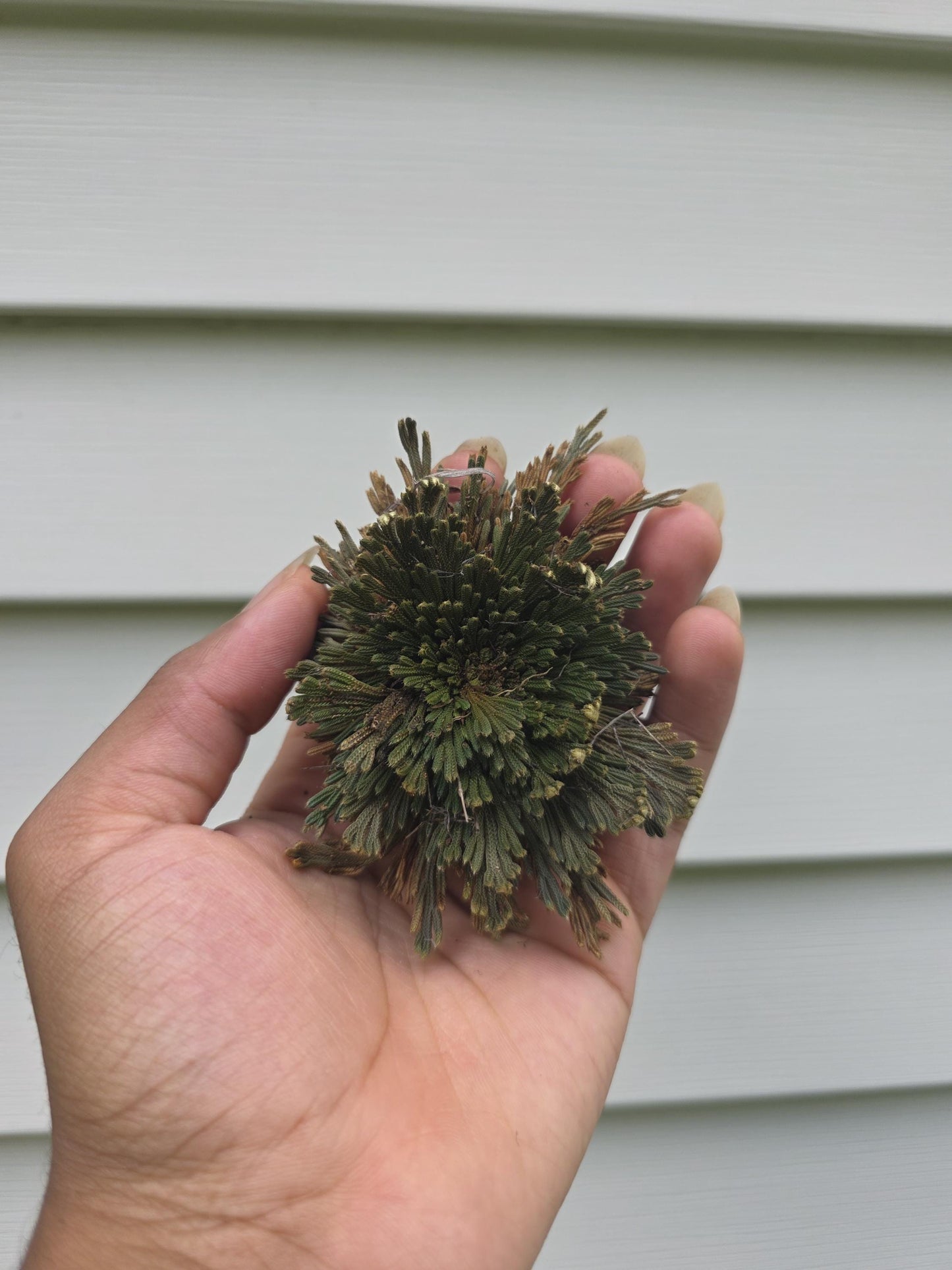 Selaginella lepidophylla - "Rose of Jericho"